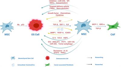 The interaction between osteosarcoma and other cells in the bone microenvironment: From mechanism to clinical applications